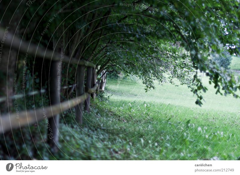 Spaziergang Natur Landschaft Baum Sträucher Park Wiese grün Zaun Weide Schatten Blätterdach Einsamkeit trüb Hoffnung Zufriedenheit Innere Kraft Gelassenheit