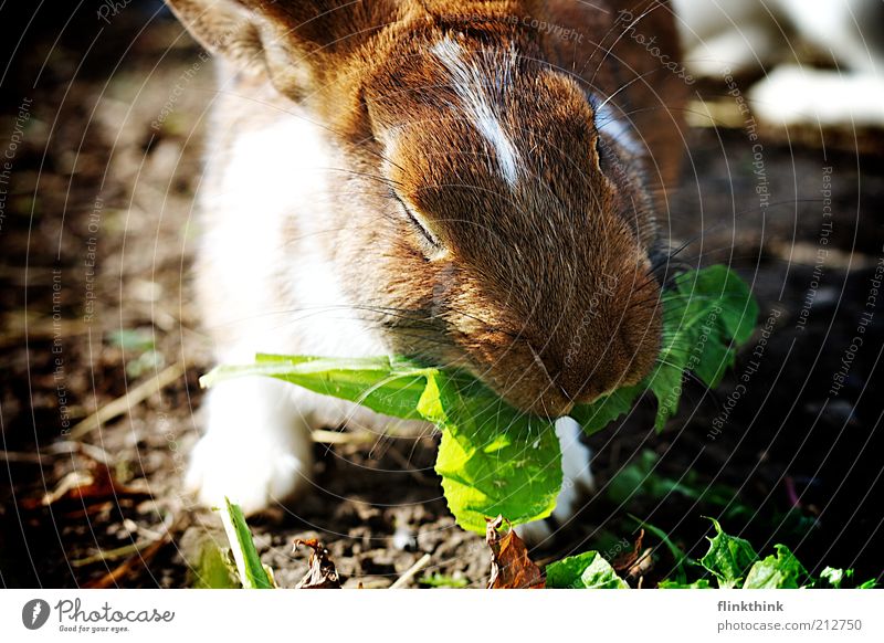 Hase, Jammie! Umwelt Natur Erde Schönes Wetter Pflanze Gras Tier Nutztier Hase & Kaninchen 1 Fressen füttern braun grün Zufriedenheit Farbfoto Außenaufnahme