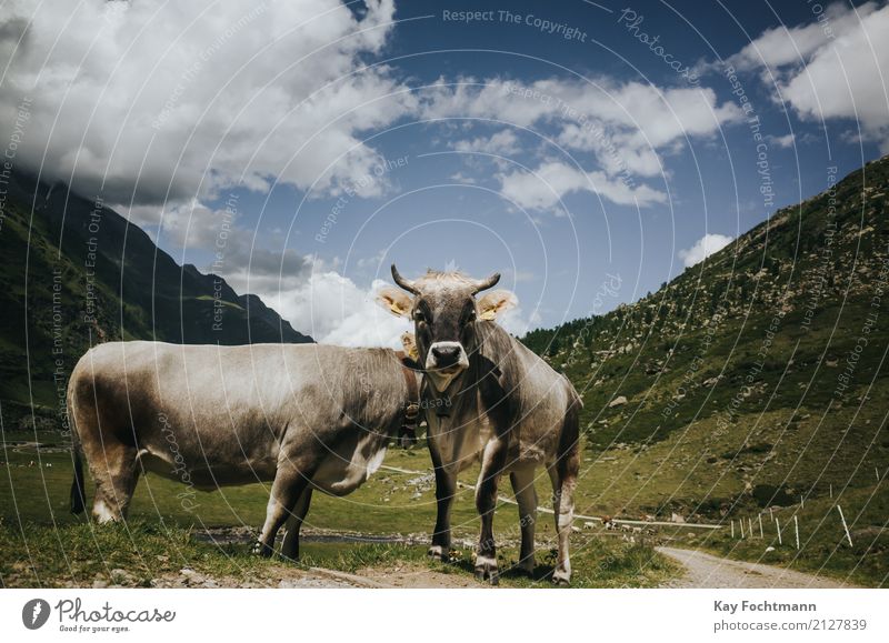 Zwei Kühe auf der Alm Ferien & Urlaub & Reisen Tourismus Ausflug Freiheit Sommerurlaub Landschaft Himmel Schönes Wetter Gras Feld Alpen Tier Nutztier Kuh 2