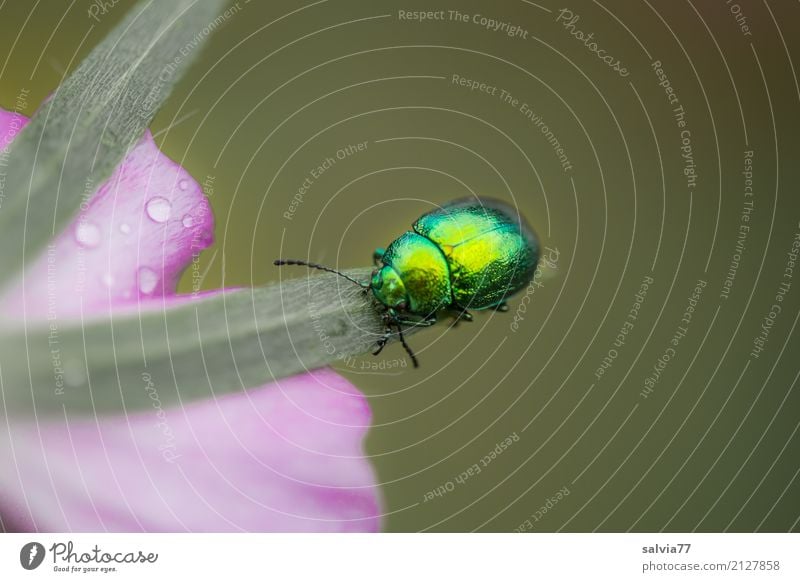 auf Hochglanz poliert Umwelt Natur Pflanze Tier Sommer Blume Blüte Garten Käfer Insekt 1 krabbeln ästhetisch glänzend oben positiv grün rosa einzigartig Farbe