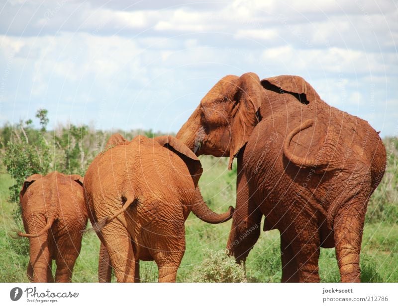 Popo Parade Safari Himmel Wolken exotisch Savanne Kenia Afrika Wildtier Elefant 3 Tierjunges Tierfamilie stehen Zusammensein niedlich braun Gefühle Vertrauen