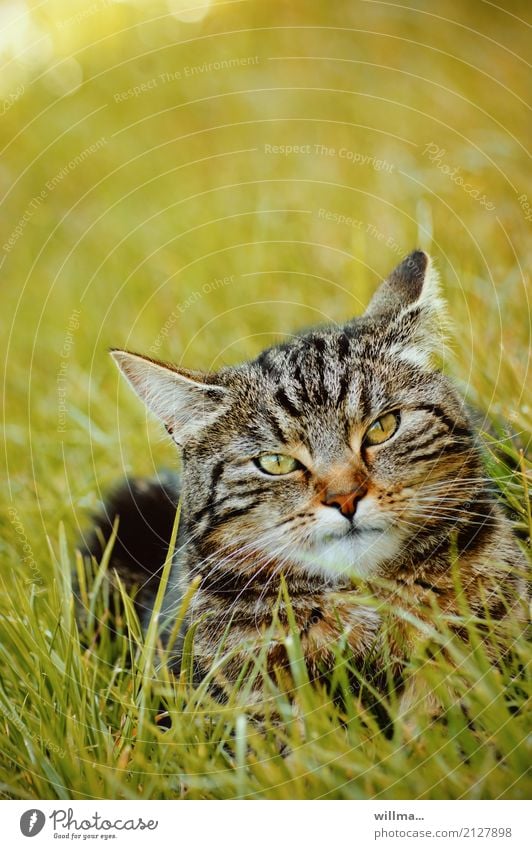 Gestreifte Hauskatze im Gras Wiese Tier Haustier Katze 1 beobachten liegen gestreift Tigerfellmuster Blick in die Kamera grüne Augen