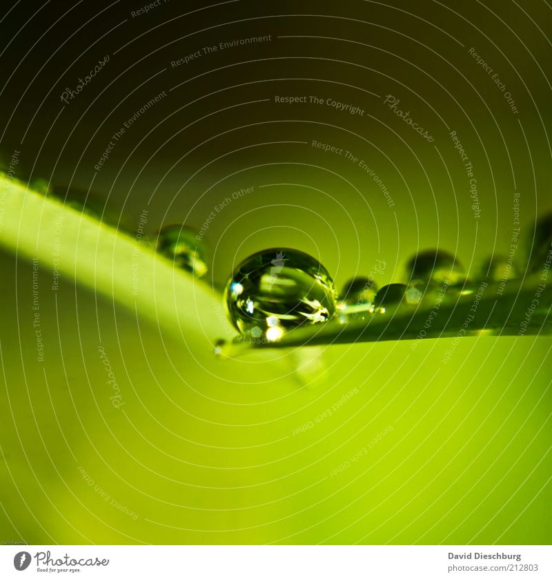 frisch & nass Natur Pflanze Wassertropfen Frühling Sommer Regen Blatt Grünpflanze grün feucht rund Kugel Tropfen Reflexion & Spiegelung Farbfoto Außenaufnahme