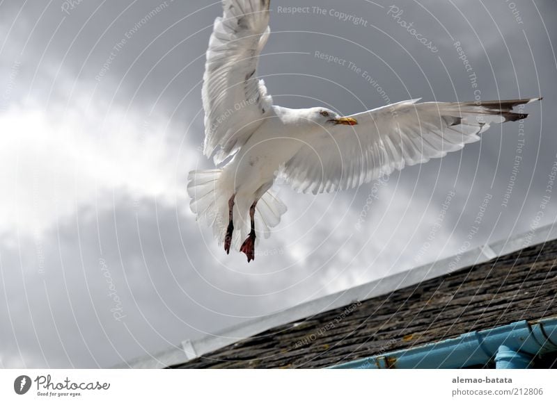scottish sea gull Tier Wildtier Vogel Flügel 1 Kraft elegant majestätisch Feder Möwe fliegen Schweben Wolken Spannweite ausbreiten grau Gegenlicht Farbfoto