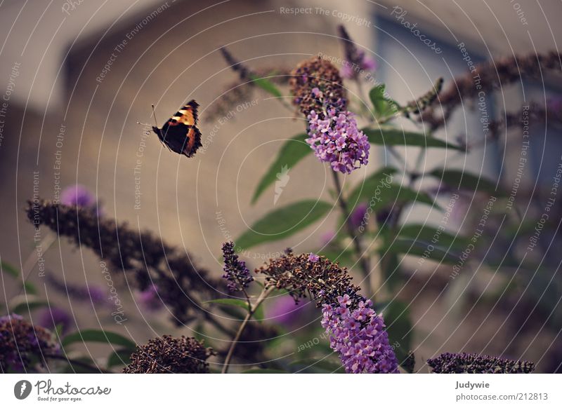 Flieg davon Umwelt Natur Frühling Sommer Pflanze Sträucher Blüte Sommerflieder Garten Kleinstadt Haus Tier Schmetterling Flügel Bewegung fliegen ästhetisch