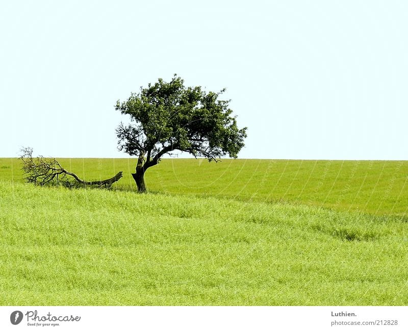 gebrochen. Umwelt Natur Landschaft Erde Sommer Baum Wiese blau grün Farbfoto Außenaufnahme Menschenleer Tag Weide Gras Ferne Horizont außergewöhnlich