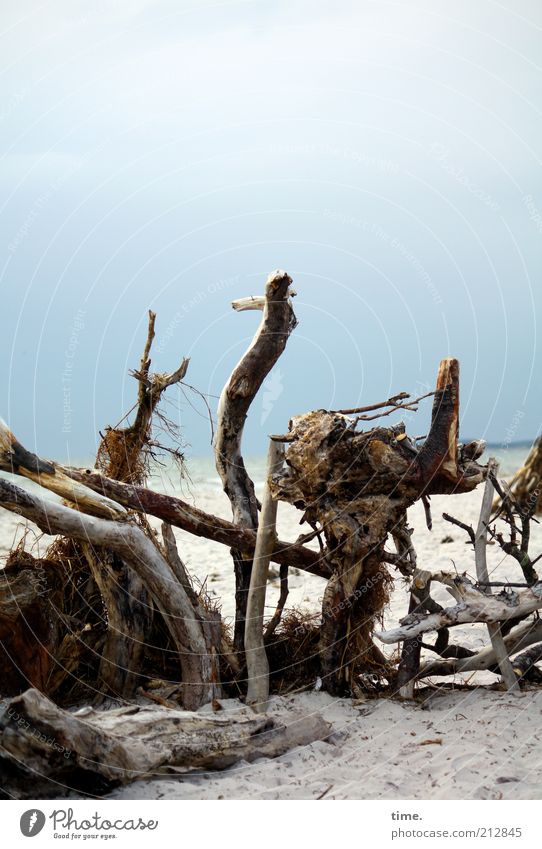 Strandheinze Meer Küste Holz alt liegen skurril Zweig Ast Strandgut durcheinander unklar Verschiedenheit Anhäufung Ensemble Außenaufnahme Totholz Blauer Himmel