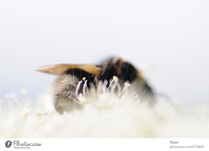 Bienenhimmel Blüte 1 Tier schwarz weiß Hummel pelzig Nektar Pollen zart weich hell himmlisch Ernährung hell-blau Farbfoto Außenaufnahme Makroaufnahme