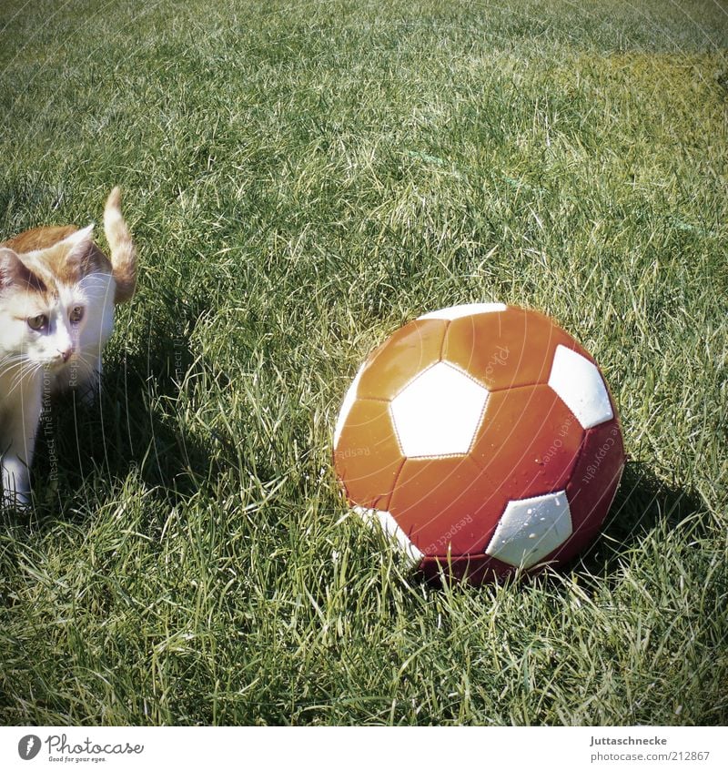 Nach der WM ist vor der WM Ballsport Fußball Tier Haustier Katze 1 Tierjunges Spielen toben lustig grün rot Farbfoto Gedeckte Farben Außenaufnahme Menschenleer