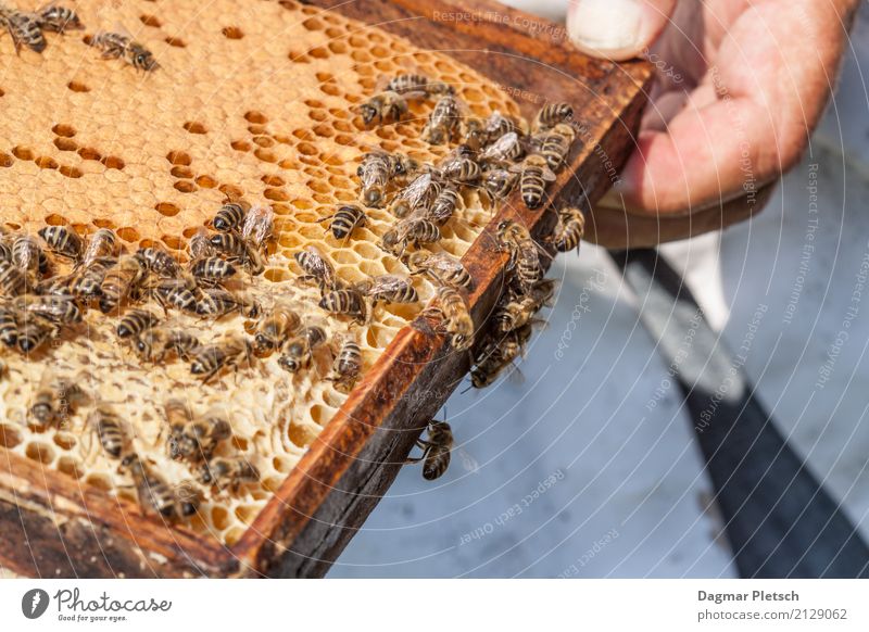Bei der Arbeit Tier Nutztier Wildtier Biene Tiergruppe Schwarm bauen Bewegung drehen Duft Essen Flüssigkeit glänzend Neugier stachelig stark süß gelb gold Mut