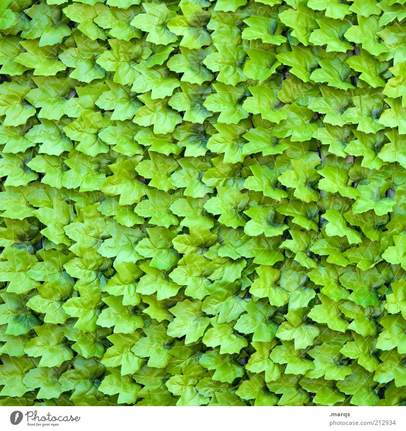 Herbsten Natur Pflanze Blatt Grünpflanze außergewöhnlich viele grün Farbe Ordnung Weinblatt Hintergrundbild Farbfoto Außenaufnahme Nahaufnahme