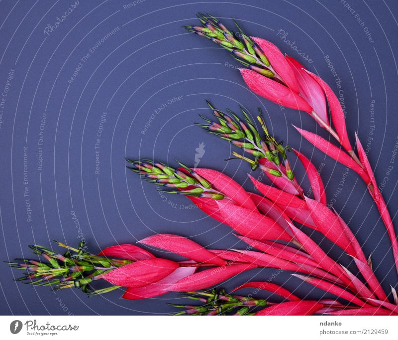rote Blume von Billbergia schön Ostern Geburtstag Natur Pflanze Frühling Blüte Blumenstrauß Blühend Liebe frisch hell natürlich rosa schwarz Überstrahlung