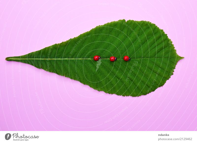 grünes Blatt einer Kastanie Dekoration & Verzierung Natur Pflanze frisch natürlich rosa rot Farbe Kreativität Marienkäfer Frühling organisch Entwurf Postkarte