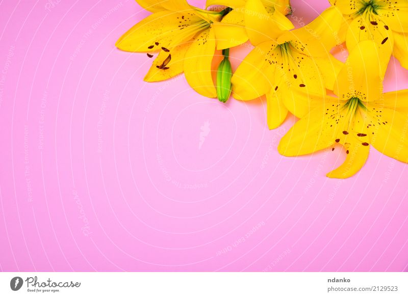 Gelbe blühende Lilienknospen Feste & Feiern Geburtstag Natur Pflanze Blume Blühend frisch hell gelb rosa Hintergrund Überstrahlung Blütenblatt Staubfäden