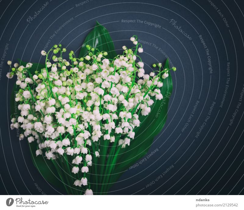 weiße blühende Maiglöckchen schön Garten Natur Pflanze Blume Blumenstrauß hell klein schwarz Überstrahlung Frühling duftig Vorbau Hintergrund Leerraum Farbfoto