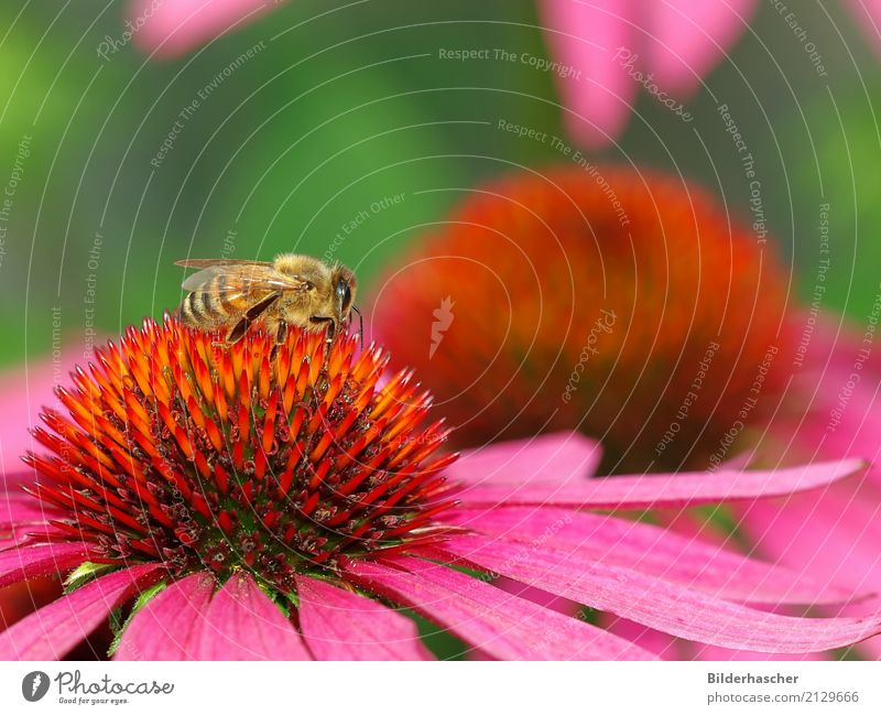 Bienchen Biene Honigbiene Roter Sonnenhut Insekt Fluginsekt Blüte Blume Sommerblumen Blütenstauden Korbblütengewächs Blumenstrauß Blütenblatt Pollen Nektar