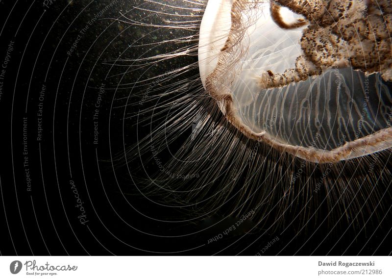 Ohrenqualle Wissenschaften Tier Qualle 1 leuchten außergewöhnlich bedrohlich authentisch schleimig weich braun schwarz ruhig ästhetisch bizarr Perspektive