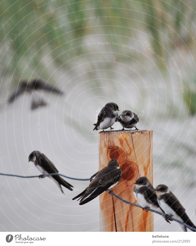 Sieben auf einen Streich Freiheit Sommer Strand Umwelt Natur Tier Küste Wildtier Vogel Flügel Krallen Tiergruppe Schwarm Tierfamilie fliegen sitzen