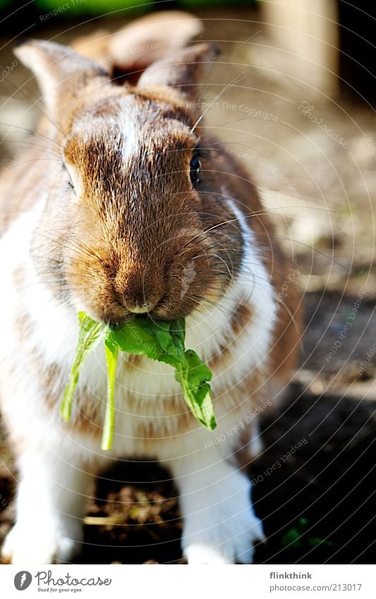 Hase beim fressen Haustier Nutztier Hase & Kaninchen 1 Tier Fressen füttern genießen Blick schön braun grün weiß Zufriedenheit Farbfoto Außenaufnahme