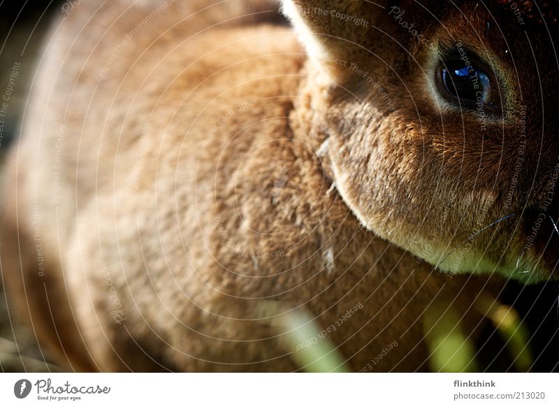 Schau mir in die Augen Kleines ;-) Haustier Nutztier Zoo Streichelzoo Hase & Kaninchen 1 Tier beobachten entdecken Blick schön braun Farbfoto Außenaufnahme