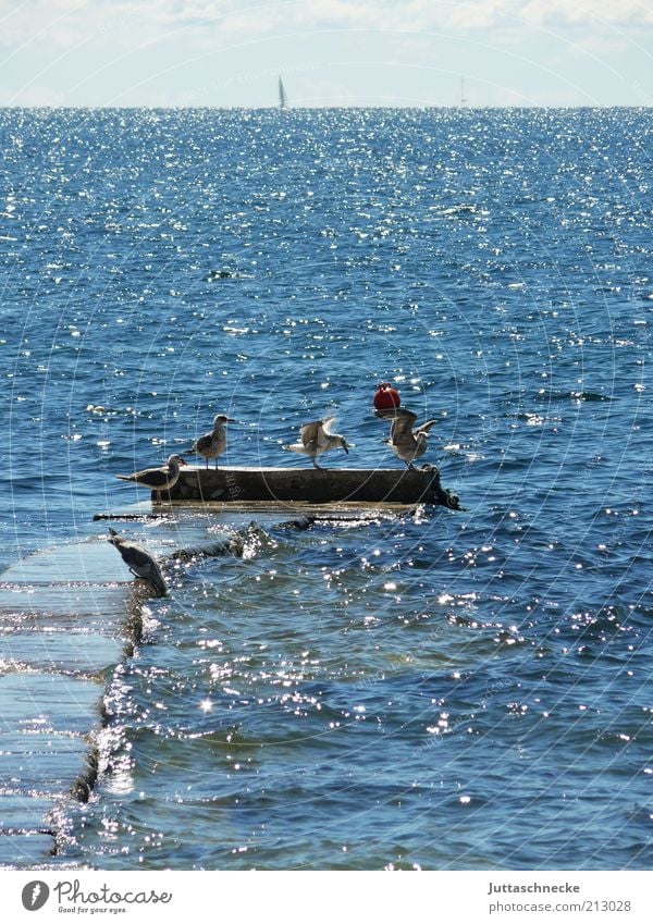 Der schönste Platz... Meer Umwelt Tier Horizont Sommer Schönes Wetter Mittelmeer Rovinj Kroatien Menschenleer Steg Wildtier Vogel Flügel Möwe Möwenvögel
