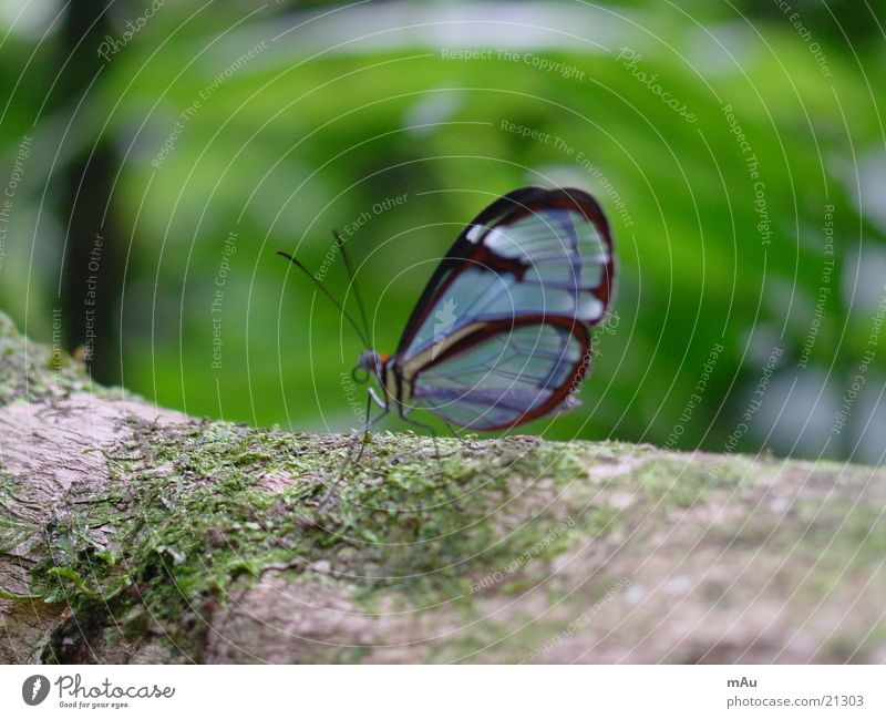 Blauer Schmetterling ruhig Baum morsch Unschärfe blau durchsichtig Natur Nahaufnahme Ast