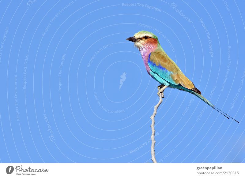 Buntes Federvieh - Gabelracke in Namibia Natur Tier Luft Himmel Buschland Savanne Vogel fliegen blau mehrfarbig Optimismus Freiheit Etoscha-Pfanne Nationalpark