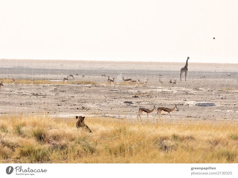 Servierteller - Wasserloch in der Etosha-Pfanne Ernährung Savanne Afrika Namibia Wasserstelle Buschland Nationalpark Etoscha-Pfanne Wildtier Löwe Giraffe