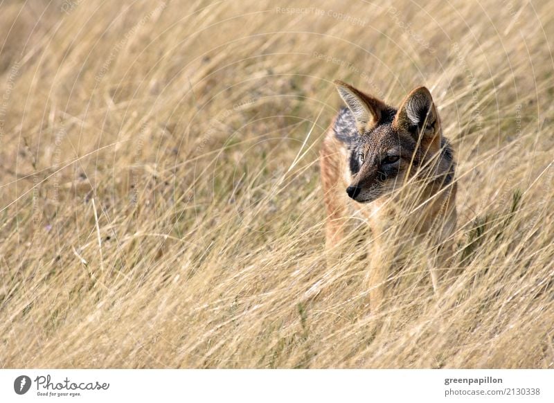 Schakal Gras Sträucher Savanne Etoscha-Pfanne Nationalpark Namibia Afrika Afrikanisch Wildhund beobachten Abenteuer Schabrackenschakal Farbfoto