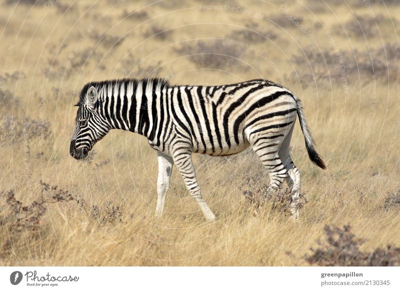 Zebrastreifen Gras Sträucher Savanne Etoscha-Pfanne Namibia Afrika Afrikanisch Tierjunges laufen schwarz weiß Freiheit Zebrafohlen Fohlen Textfreiraum unten