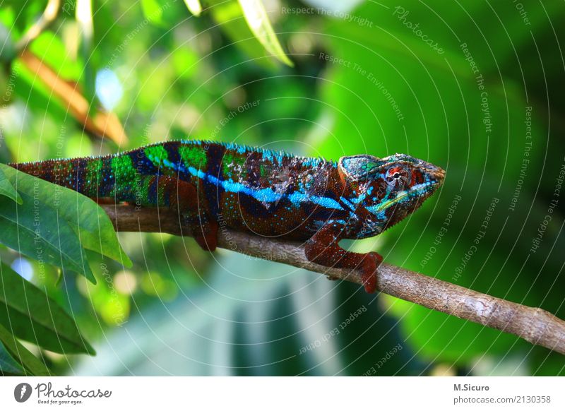 Verwandlung Klima Wärme Urwald Tier Schuppen Zoo 1 geduldig authentisch Farbfoto mehrfarbig Tierporträt