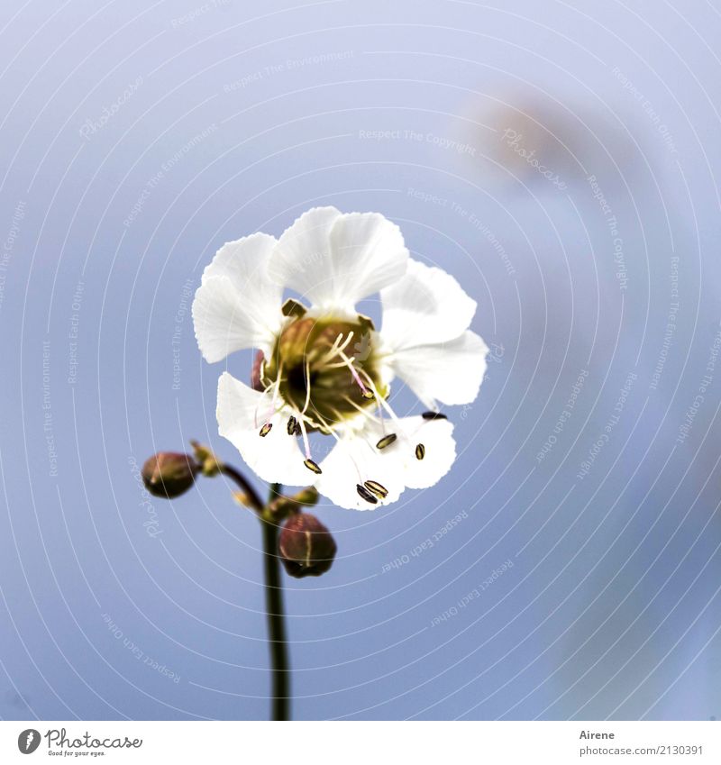 die Unscheinbare Natur Pflanze Himmel Wolkenloser Himmel Blume Blüte Leimkraut Nelkengewächse Malvengewächse Blühend einfach exotisch Freundlichkeit hell schön