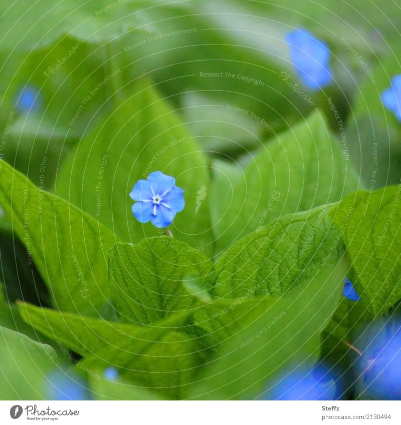 Gedenkemein blüht im Frühling Frühlings-Nabelnüsschen Omphalodes verna Bodendecker Staude Frühlings-Gedenkemein Frühjahrsblüher blaues Blümchen blaue Blüte