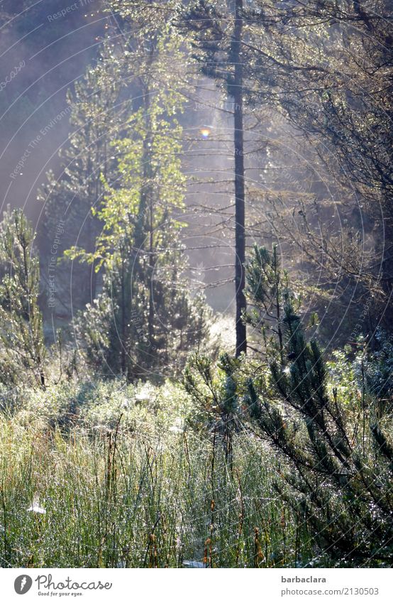 Morgenstunde im Moor Natur Landschaft Pflanze Wassertropfen Sonne Sommer Schönes Wetter Nebel Wiese Wald Schwarzwald Spinnennetz leuchten fantastisch hell