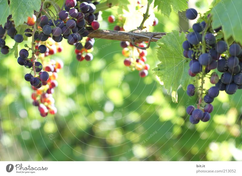 Weinberg Lebensmittel Frucht Bioprodukte Natur Herbst Blatt frisch blau violett Weintrauben Ernte Landwirtschaft Wachstum Lichtpunkt Erntedankfest Gesundheit