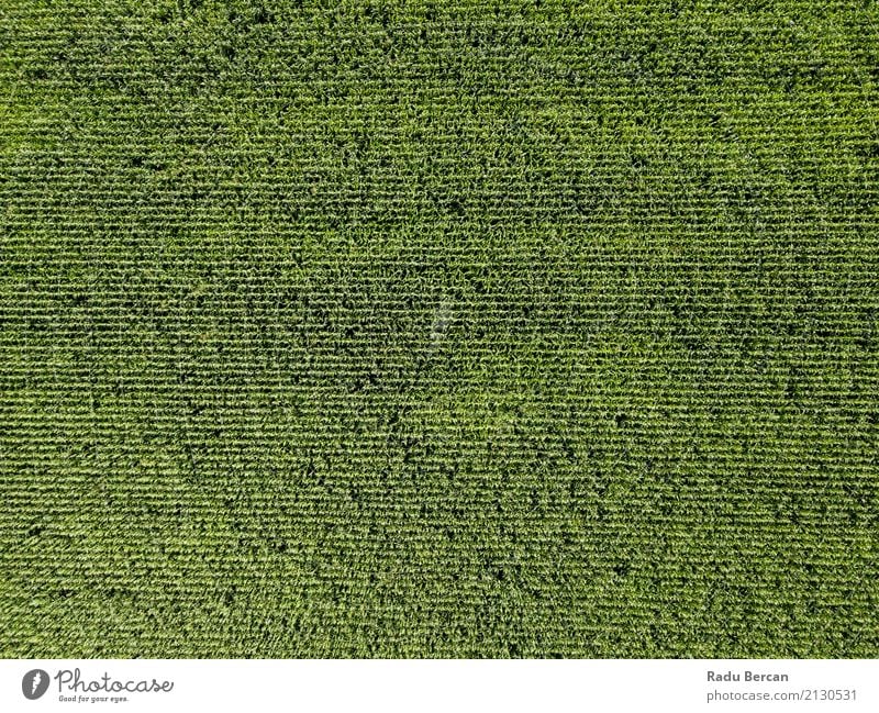 Luft-Drohne Ansicht von Green Corn Plantation bereit für die Ernte Sommer Landwirtschaft Forstwirtschaft Umwelt Natur Landschaft Pflanze Erde Gras Blatt