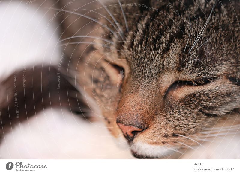 schlafende Katze am ruhigen Nachmittag Hauskatze Mieze gewöhnliche Katze Katzenbild Katzenfoto Ruhe ruhiger Nachmittag Schnurrhaar Erholung Vertrauen