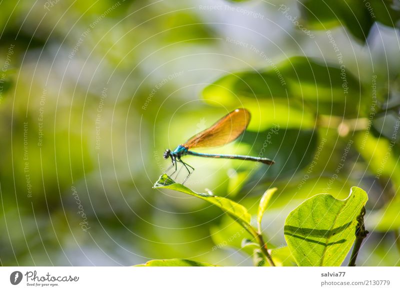 Versteckspiel Natur Pflanze Tier Sommer Sträucher Blatt Wald Flügel Insekt Libelle Prachtlibellen 1 grün Leichtigkeit Pause Tarnung verstecken Lichtspiel