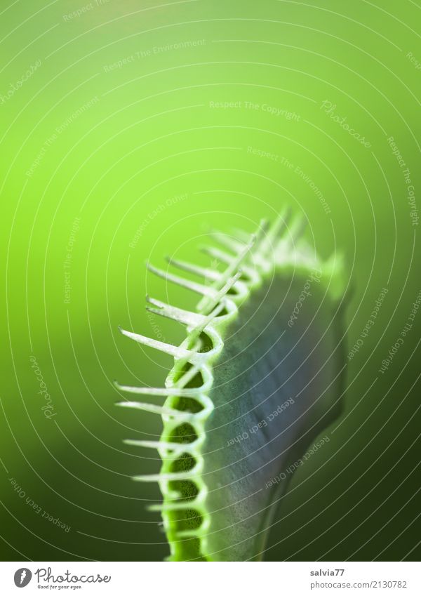 Klappe zu Natur Pflanze Blatt Grünpflanze Wildpflanze exotisch Venusfliegenfalle Fleischfresser Urwald listig Spitze stachelig grün bizarr Entschlossenheit