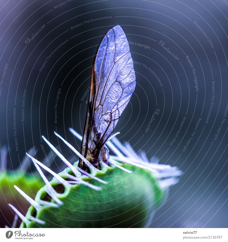 gnadenlos Umwelt Natur Pflanze exotisch Venusfliegenfalle Totes Tier Fliege Flügel Insekt fangen Fressen Aggression außergewöhnlich bedrohlich dunkel klug
