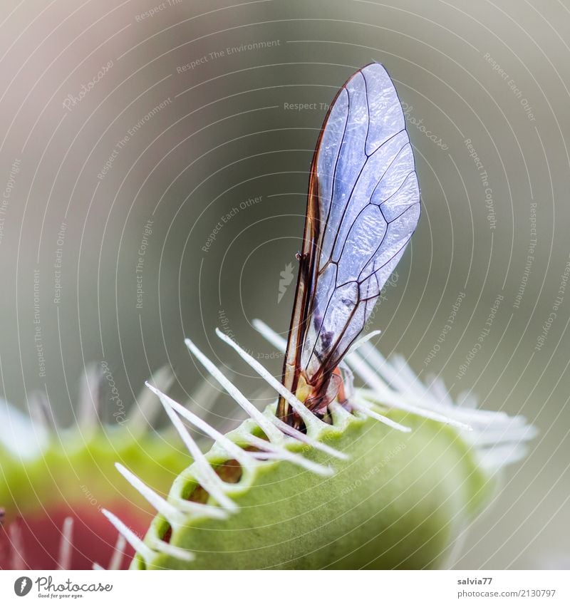 Überraschung | plötzlich gefangen Natur Pflanze Blatt exotisch Venusfliegenfalle Fliege Flügel Insekt berühren Duft außergewöhnlich listig klug Spitze skurril