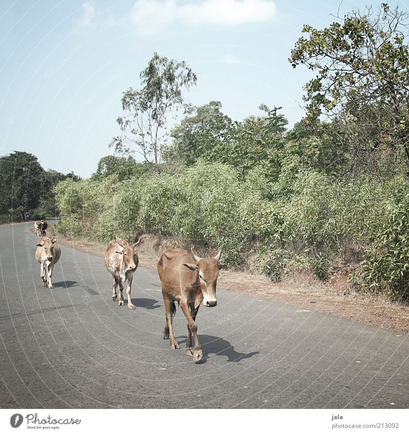 sacred cows Ferien & Urlaub & Reisen Ferne Expedition Sommer Landschaft Himmel Pflanze Asien Indien Goa Straße Tier Kuh Tiergruppe frei Freundlichkeit Glück