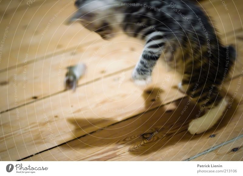 Katz und Maus Tier Haustier Totes Tier Katze 2 beobachten entdecken fangen Fressen füttern Blick außergewöhnlich Geschwindigkeit Stimmung Kraft Macht Neugier