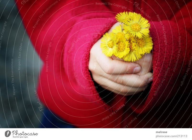 ... soll ich ? Glück Kinderspiel Mädchen Hand Finger 1 Mensch 3-8 Jahre Kindheit Umwelt Natur Blume Huflattich Jacke berühren Blühend entdecken Freundlichkeit