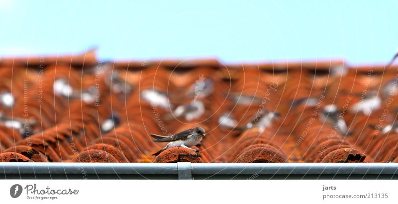 Hausbesetzer Tier Wildtier Vogel Schwarm Erholung sitzen Gelassenheit geduldig ruhig Schwalben Vogelschwarm Dach Farbfoto Außenaufnahme Nahaufnahme Menschenleer