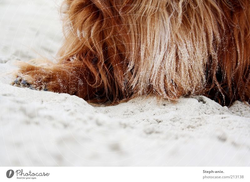 Eine sandige Angelegenheit. Sommerurlaub Sand Insel Borkum Haustier Hund nah rot Fell Fellfarbe braun langhaarig Pfote Menschenleer Textfreiraum unten Tag