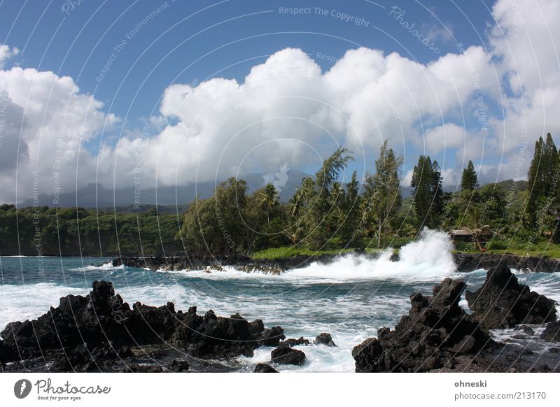Brandung Umwelt Natur Landschaft Wasser Himmel Sommer Schönes Wetter Wind Baum Wellen Küste Bucht Meer Pazifik Insel Maui Lavastrand wild Energie Farbfoto