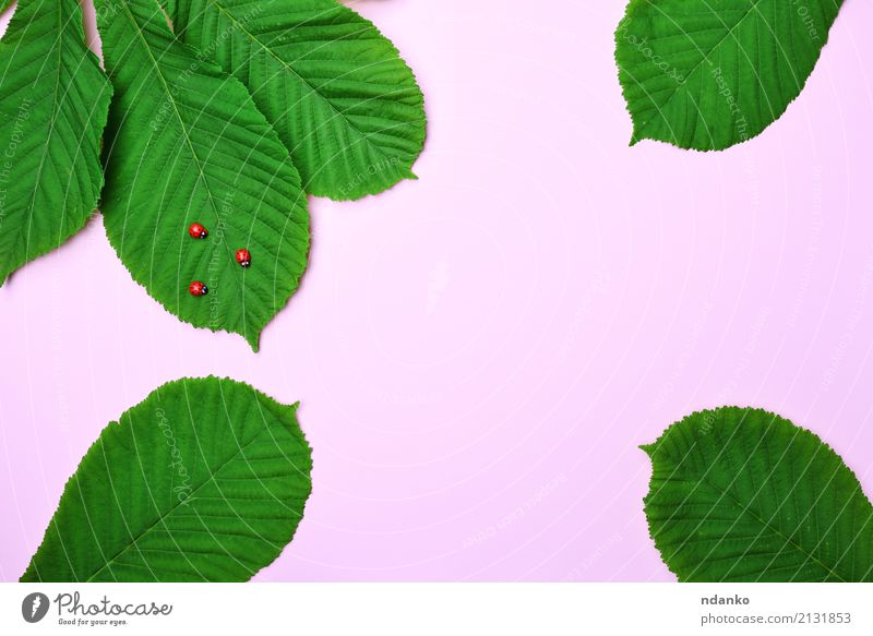 rosa Hintergrund mit grünen Blättern Natur Pflanze Tier Blatt hell klein natürlich rot Farbe Marienkäfer Wanze Insekt Tierwelt Kastanie Farbfoto Nahaufnahme