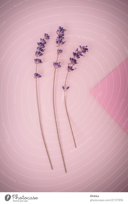 Lavendel-Dreierlei schön Kosmetik Parfum Dekoration & Verzierung Muttertag Pflanze 3 Duft lang violett rosa Lebensfreude Frühlingsgefühle Verliebtheit Romantik