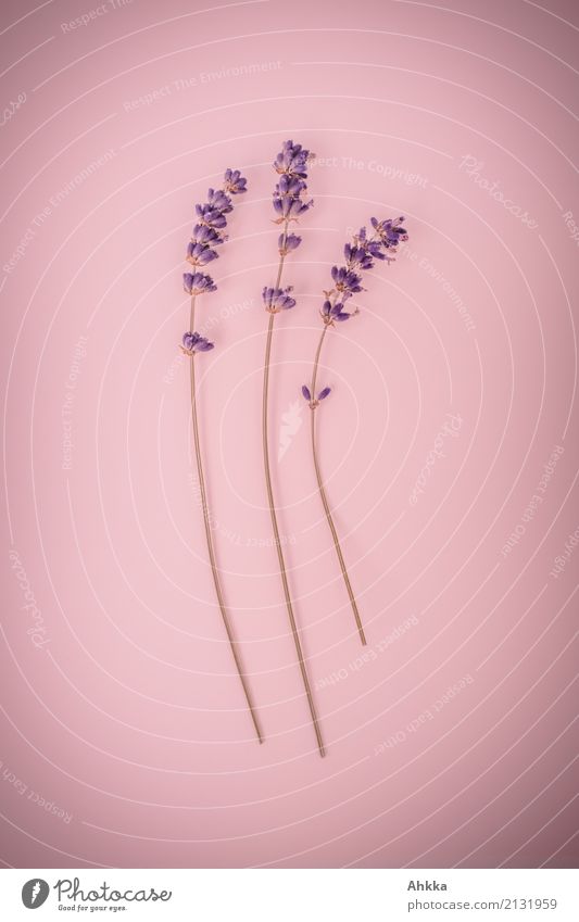 Lavendel schön Parfum Wellness harmonisch Wohlgefühl Duft Pflanze Ziffern & Zahlen 3 Blühend exotisch Zusammensein violett rosa ästhetisch Wissen Farbfoto